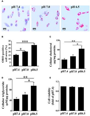 Acid-Sensing Ion Channel 1/Calpain1 Activation Impedes Macrophage ATP-Binding Cassette Protein A1-Mediated Cholesterol Efflux Induced by Extracellular Acidification